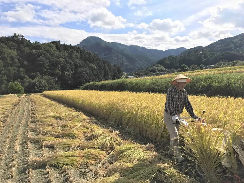 【2026年先行予約】【令和8年産】定期 12ヶ月 姨捨の棚田 プレミアムコシヒカリ 「 棚田姫 」 5kg | コシヒカリ