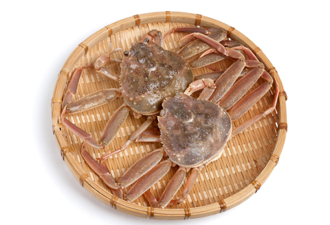 【活き】訳あり足折れご自宅用　日本海産親ガニ（セコガ二） 10枚