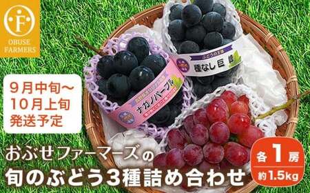 長野県産 旬のぶどう3種セット 種無し巨峰 ナガノパープル 赤系ぶどう 各1房 約1.5kg ［おぶせファーマーズ］ 詰め合わせ 詰合せ 食べ比べ 果物 フルーツ ぶどう 葡萄 クール便 冷蔵便 令和8年産 【2026年9月中旬～10月上旬発送】 ［F-531］