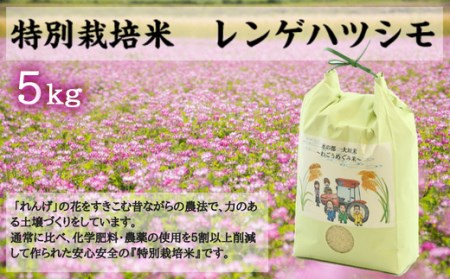【令和7年度産】精米 ハツシモ 5kg｜ハツシモ