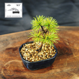 赤石の泉 赤石五葉松（鉢植え） F-153