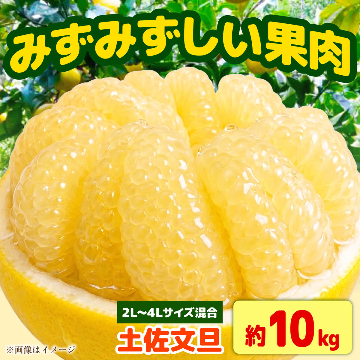 【先行予約】土佐文旦 大玉 家庭用 約10kg（2L～4Lサイズ混合：16～21玉)  数量限定 文旦 ぶんたん ブンタン 10キロ 柑橘 フルーツ 果物 ご当地 お取り寄せ 土佐 高知＜2027年1月下旬から順次発送＞【玉木農園】