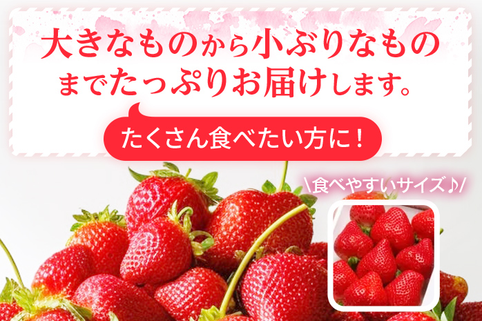 朝摘みあまおう約270g×6パック ※2026年3月中順次出荷予定 BD05