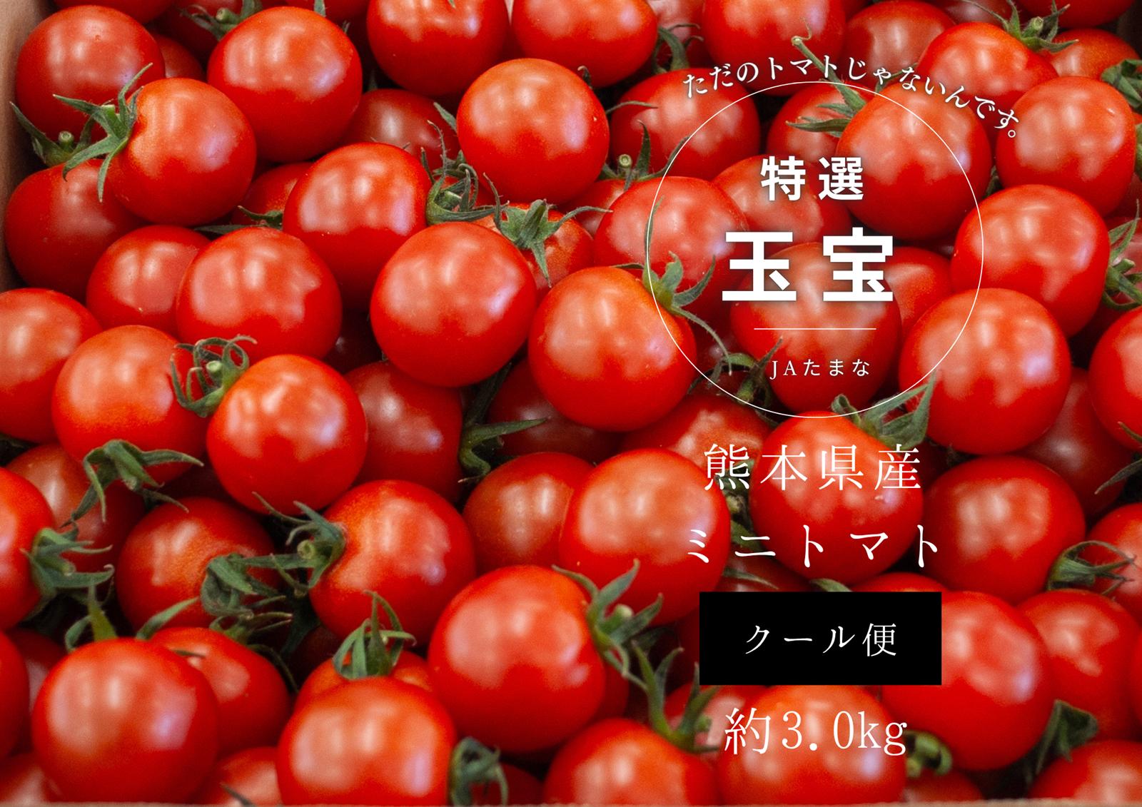 
                  特選ミニトマト 「 玉宝 」 3kg | 野菜 やさい トマト ミニトマト 特選 熊本県 玉名市
                