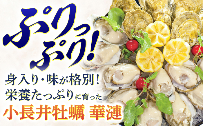 限定20セット！「かき日本一決定戦」グランプリ受賞　諫早市小長井牡蠣　華漣 (殻付き)20個入り カキナイフ・軍手付き / 牡蠣 かき カキ 小長井牡蠣 貝 / 諫早市 / 諫早湾漁業協同組合 [AH