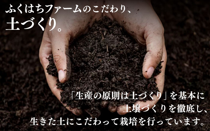 【2025年5月下旬〜順次発送】【南島原 の特別栽培】 小玉ハウス 桃（Mサイズ：4パック） / 桃 もも モモ ピーチ 1.2kg デザート 旬 フルーツ 柔らかい 果物 / 南島原市 / ふくはち