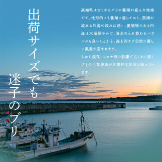 KYF121　緊急支援 海鮮「ブリの漬け丼の素」1食80g×10P《迷子の鰤を食べて応援 養殖生産業者応援プロジェクト》応援 順次出荷中 惣菜 そうざい冷凍 保存食 小分け パック 高知 海鮮丼 一人