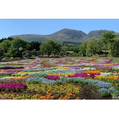 ふるさと納税 竹田市 くじゅう花公園年間パスポート(特典付)　引換券 |  | 02