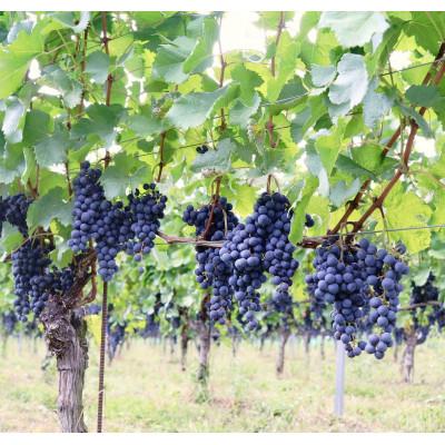 ふるさと納税 韮崎市 淡路結 シャルドネ&花菱 メルロー&カベルネ・ソーヴィニヨン　750ml×計2本セット |  | 02