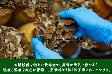 栗原市産舞茸 4袋セット 約1kg（260g×4袋）