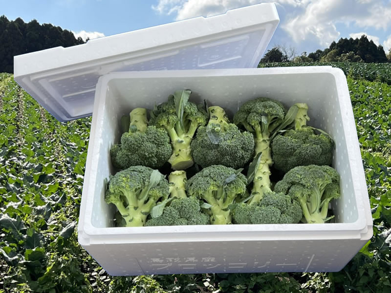 
                  倉吉市 朝どれブロッコリー（6kg） 
                