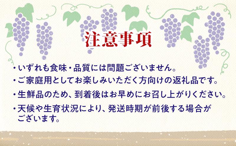 【★先行予約】【訳あり】長野県産巨峰 約300g×3房 見た目にワケあり 味はそのまま ぶどう ブドウ 果物 旬のフルーツ 長野県 上田 信州