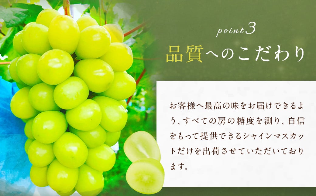 農園直送！ シャインマスカット 約1.8kg 3〜4房 【2025年8月発送予定】 ぶどう マスカット 果物 フルーツ