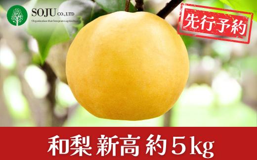 先行予約 和梨 新高 約5kg 令和8年度 新高梨 贈答用 新潟県 三条市産 [三条果樹専門家集団]【016P022】