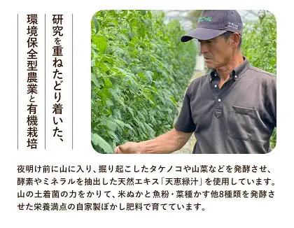 有機JAS トマト 4kg 澤村農園 トマト