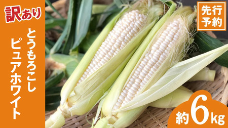 とうもろこし 訳あり ピュアホワイト 約6kg 朝採り 産地直送 令和8年産