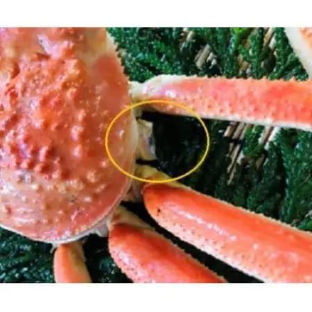 【11月中旬以降順次発送】訳あり足1本折れボイル松葉ガニ(600～700gを1枚)　OM-31【配送不可地域：離島・北海道・沖縄県・東北・信越、北陸】【1745696】