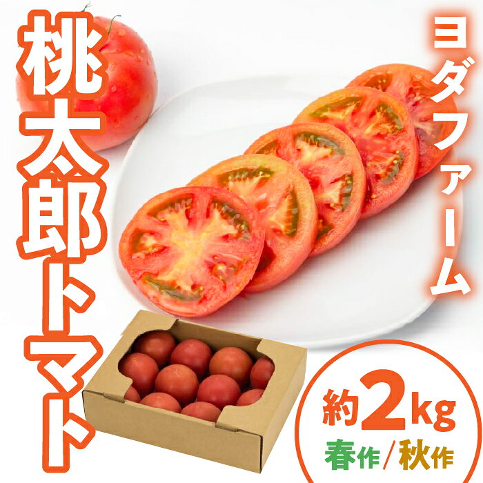 【ふるさと納税】【選べる時期】桃太郎トマト 2kg ふるさと納税 桃太郎トマト 野菜 トマト 人気 おすすめ 山梨県 昭和町 SWBQ001