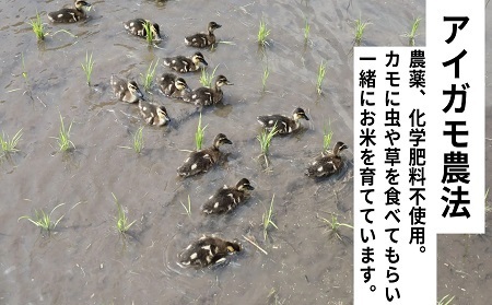 【3回定期便】令和7年度産コシヒカリ 「カモしゃん米」（玄米）5kg 【 こしひかり お米 農家直送 無農薬 化学肥料不使用 精米 安心 安全 新米 令和6年度産 D-154】