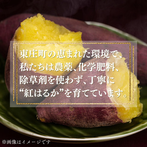 東庄町産　さつま芋（紅はるか）　5kg ／ さつま芋 さつまいも サツマイモ 薩摩芋 甘藷 唐芋 紅はるか べにはるか ベニハルカ 芋 いも イモ 農薬不使用 化学肥料不使用 除草剤不使用 産地直送 