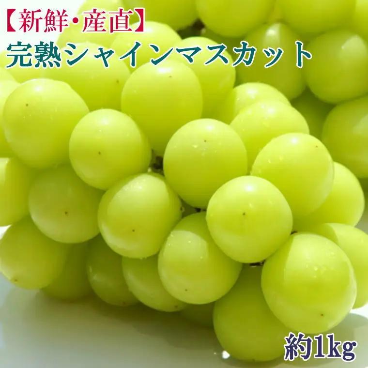定期便全3回 【7月・8月・9月発送】 和歌山のフルーツをお届け（桃・たねなしピオーネ・シャインマスカット）【TM180】