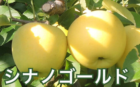  信州りんご3兄弟詰合せ 約5kg 11～18玉 ［おぶせファーマーズ］長野県産 令和8年産 【2026年10月中旬～11月上旬発送】 ［F-244］