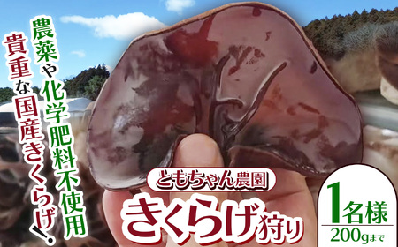【先行予約】きくらげ狩り1名様 ともちゃん農園 |きくらげ きくらげ狩り 体験  食物繊維 鉄分 カルシウム ビタミンD カリウム アミノ酸  高血圧予防 ふるさと 納税 栃木県 那珂川町 送料無料