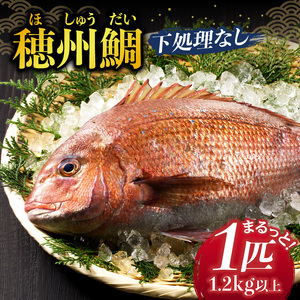 渡邊水産 穂州鯛（下処理なし）【A160】