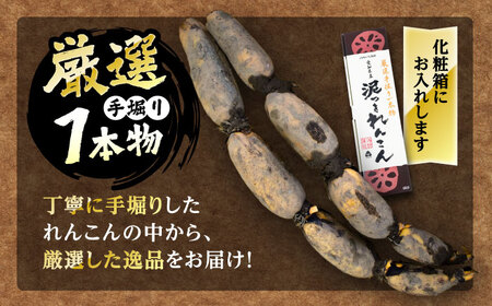 厳選 泥付きれんこん 2本 手掘り1本物 （常温） 野菜 レンコン 愛西市 / JAあいち海部れんこんセンター 【配送不可地域：北海道・沖縄・離島】[AEDK005]