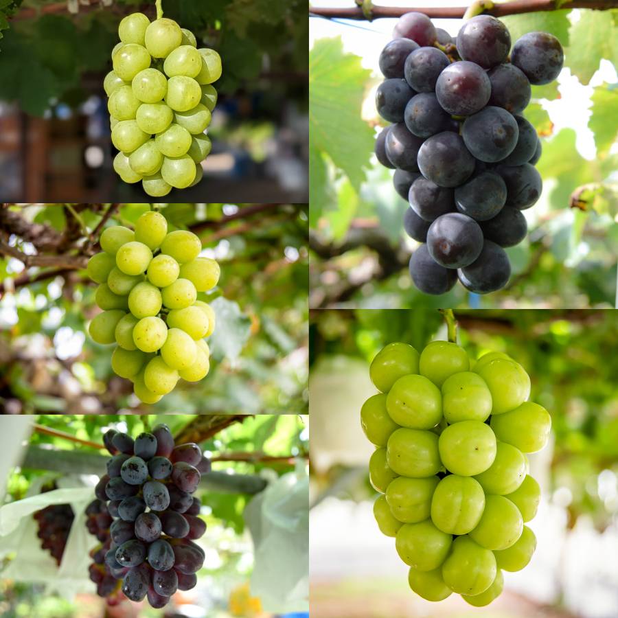 ＜マルモ秀果園＞クイーンルージュと旬のぶどう(品種お任せ）　2房ぶどう2房、合計1.2kg