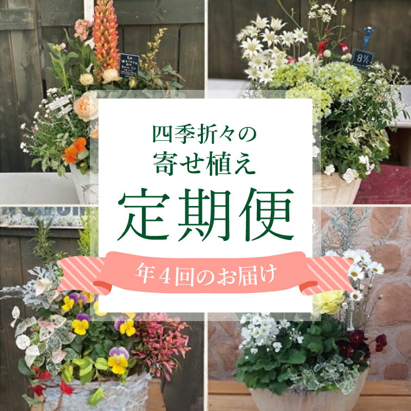 【ふるさと納税】 年4回定期便 花 テラコッタ 寄せ植え 季節 花苗 おまかせ ガーデニング フラワー インテリア 庭 定期便 頒布会 植物 園芸 鉢植え 観葉植物 プランター 花壇 ベランダ 屋外 室内 贈り物 プレゼント 景品 飾り DIY 藤枝市 静岡県