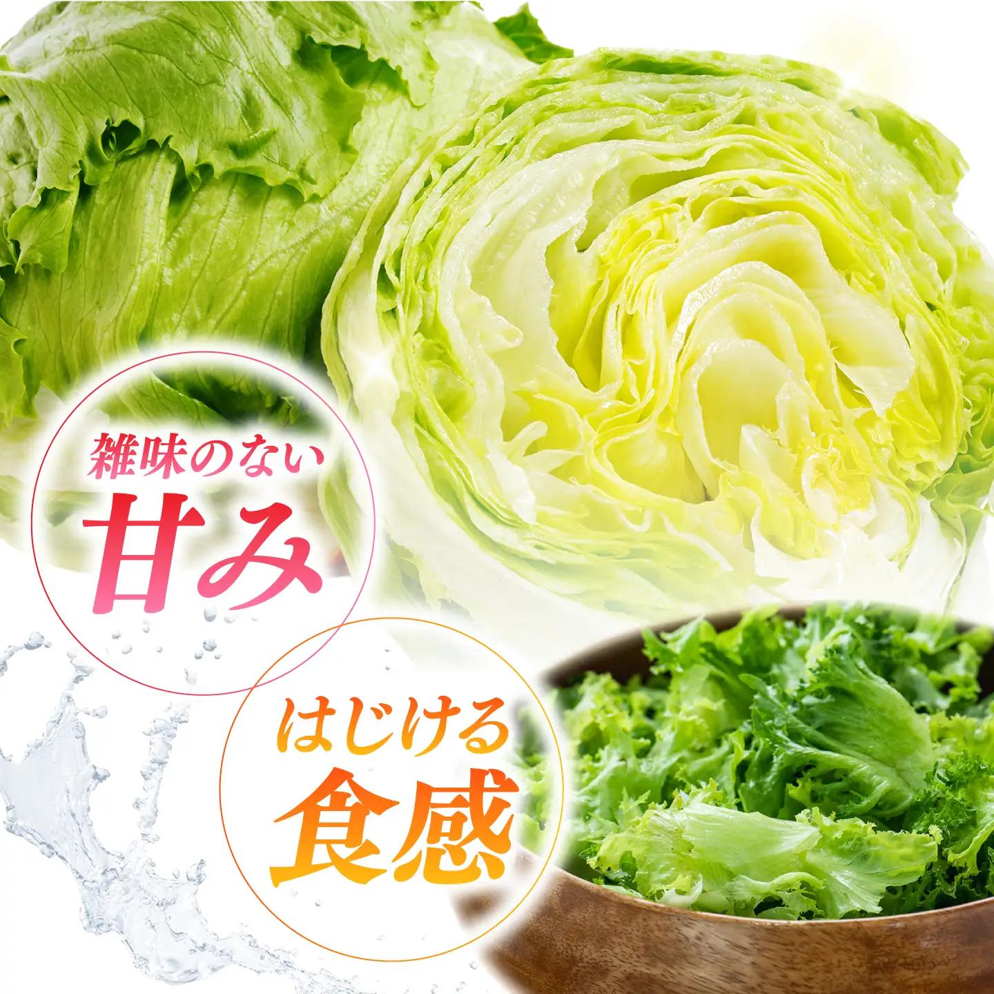 レタス 約4kg(6～7玉)/ れたす 野菜 やさい / 南島原市 / 株式会社松尾青果[SGU006]