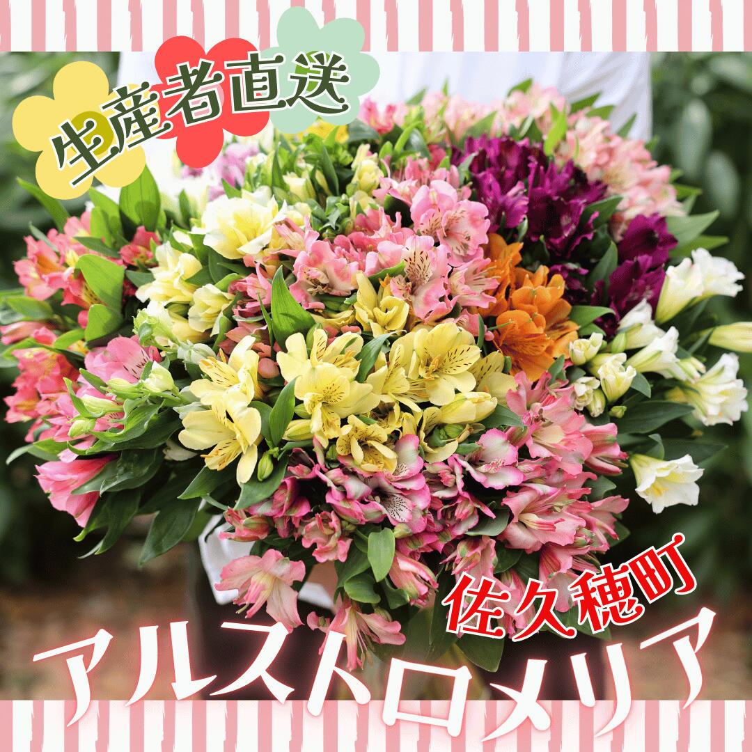 【ふるさと納税】華やかな　アルストロメリア【上級品・生花】花農家直送品A　9月～3月発送　花丈80cm・30本前後[KS-101]
