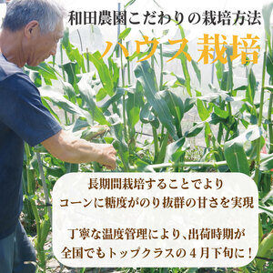 【先行予約】 とうもろこし スイートコーン 2kg 2026年4月より順次発送 朝採れ 採れたて 糖度 16度以上 ゴールドラッシュ ネオ とうもろこし とうもろこし とうもろこし野菜 甘い コーン 