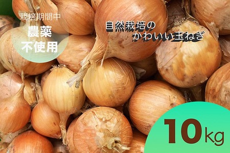 たまねぎ 10kg かわいい玉ねぎ かたもとオーガニックファーム 野菜 京野菜 野菜 旬野菜 厳選野菜
