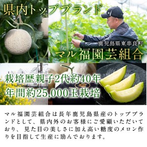 【0151112a-M】＜母の日ギフト・数量限定＞高級アールスメロン(大玉1玉・1.7kg以上、カーネーション(造花)付) メロン フルーツ 果物 果実 1キロ 数量限定 期間限定 贈答 贈り物 母の