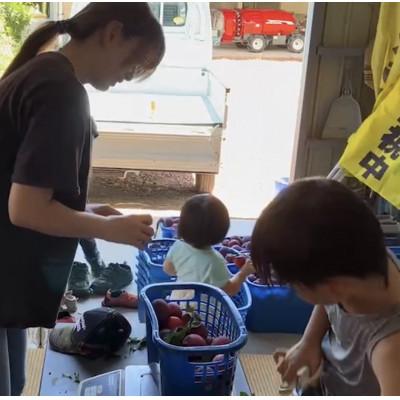 ふるさと納税 南アルプス市 【2026年発送/先行受付】すもも貴陽大玉　3kg(1.5kg×2箱) |  | 03