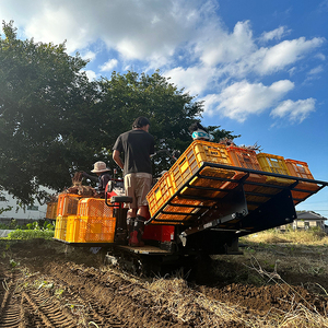 【2025年11月より順次発送】【数量限定】訳アリ 茨城県産安納芋 約5kg｜さつまいも 芋 サツマイモ 安納芋 訳あり わけあり 先行予約 茨城県 取手市（AS004）
