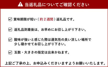 【先行受付】山口果樹園 訳あり不知火 約7kg L～3L混合【2025年2月上旬から4月上旬発送予定】不知火 しらぬい 蜜柑 くだもの フルーツ 果物