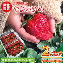 【ふるさと納税】【2026年1月中旬以降発送】【数量限定】【朝採れ】いちご やよいひめ特選2パック【茨城県共通返礼品／石岡市】【果物 くだもの フルーツ 苺 イチゴ 完熟 甘い 農家直送】（KU-12）