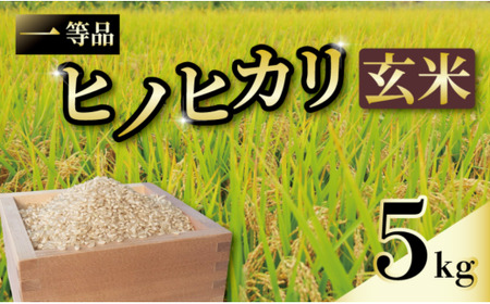 一等品 京都府産 ヒノヒカリ 5kg 玄米 宇治 ごはん ひのaひかり 令和6年産 京都 京都府 減農薬 EJ04