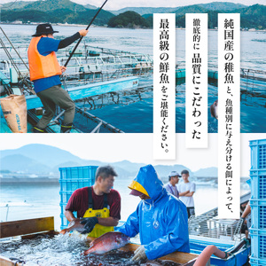 先行予約 天然 伊勢海老 1kg 活伊勢海老 厳選 産地直送　【2026年10月以降発送】