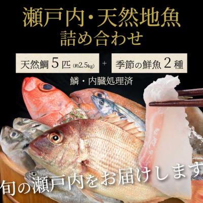 ふるさと納税 三原市 瀬戸内産 天然鯛 約2.5kg(500g×5匹/鱗・内臓処理)・鮮魚2種 [154-007]