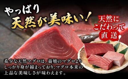 ＜寄付額改定＞石垣島産 天然本マグロ 中トロ & 大トロ 約400g ヤエスイ マグロ船直送【順次発送】 | 産地直送 大トロ 大とろ 中トロ 中とろ 国産 まぐろ 鮪 天然 赤身 魚 お刺身 本まぐ