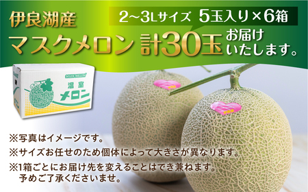 先行予約 伊良湖産 マスクメロン 5玉入り 6箱 計30玉 2024年7月以降順次発送