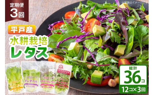 レタス 水耕栽培 4種 12袋 セット 3回 定期便 総計36袋 食べ比べ 詰め合わせ [モロフジファーム 長崎県 平戸市 hr42bgy420248] サラダ 産地直送 個包装 小分け 野菜 フレッシュ 健康志向 緑黄色野菜