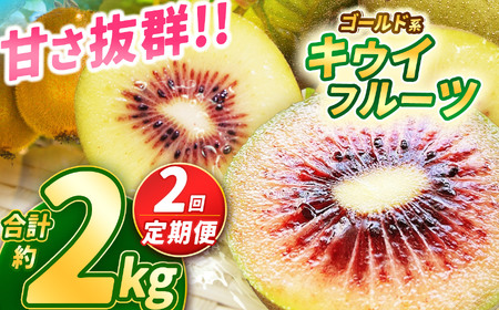 【定期便2回】【2025年先行予約】甘さ抜群のゴールド系 キウイフルーツ 約2kg | 果物 くだもの フルーツ 野菜 やさい ヤサイ キウイ きうい ゴールドキウイ ごーるどきうい 新鮮 フレッシュ 甘い 美味しい フルーツ デザート 栃木県 那珂川町 送料無料