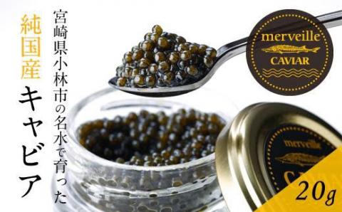 【定期便 全12回】【純国産宮崎キャビア】メルベイユキャビア 計240g<20g×12回> 国産 キャビア 魚卵 定期便 宮崎県