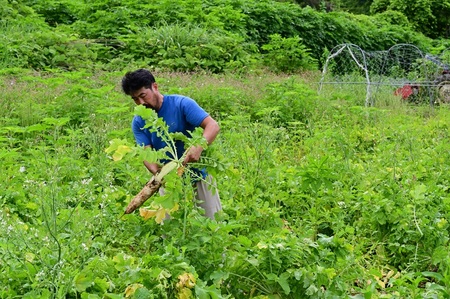 【先行予約】北杜市明野産 「葉付き大根」10本セット（10kg程度）