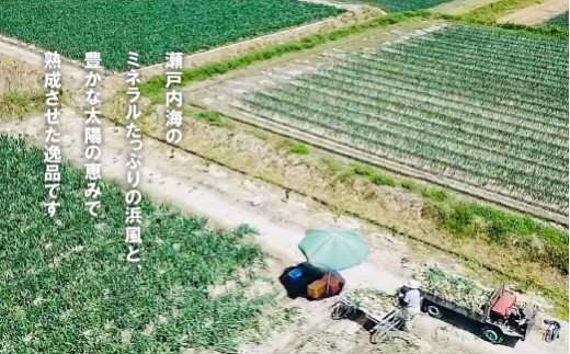 【新たまねぎ】淡路島たまねぎ（10キロ）【発送時期：2025
